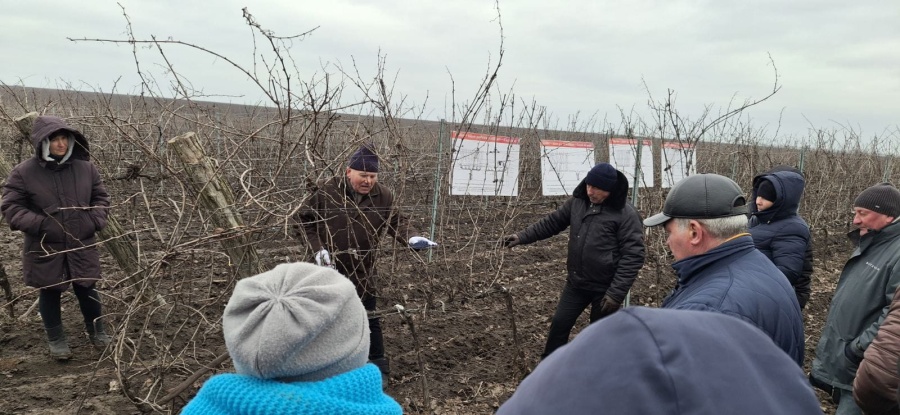 В ВУЛКАНЕШТАХ СОСТОЯЛСЯ РЕГИОНАЛЬНЫЙ ПРАКТИЧЕСКИЙ СЕМИНАР ПО ОБРЕЗКЕ ВИНОГРАДНОЙ ЛОЗЫ В УСЛОВИЯХ 2026 ГОДА В ВУЛКАНЕШТАХ СОСТОЯЛСЯ РЕГИОНАЛЬНЫЙ ПРАКТИЧЕСКИЙ СЕМИНАР ПО ОБРЕЗКЕ ВИНОГРАДНОЙ ЛОЗЫ В УСЛОВИЯХ 2026 ГОДА