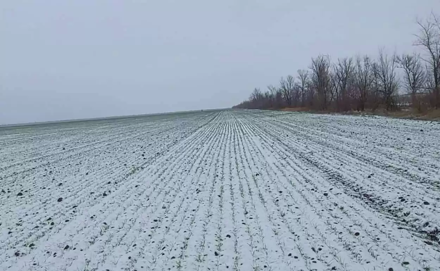 ОТРИЦАТЕЛЬНЫЕ ТЕМПЕРАТУРЫ НЕ ПРИВЕЛИ К ЗНАЧИТЕЛЬНЫМ ПОВРЕЖДЕНИЯМ СЕЛЬСКОХОЗЯЙСТВЕННЫХ УГОДИЙ ОТРИЦАТЕЛЬНЫЕ ТЕМПЕРАТУРЫ НЕ ПРИВЕЛИ К ЗНАЧИТЕЛЬНЫМ ПОВРЕЖДЕНИЯМ СЕЛЬСКОХОЗЯЙСТВЕННЫХ УГОДИЙ