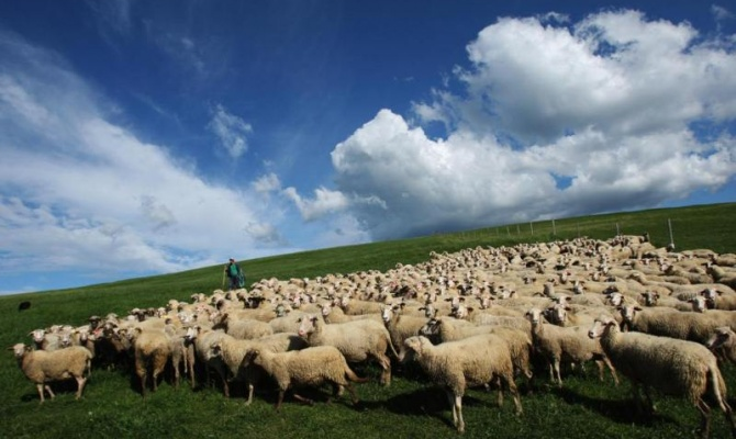 ТРЕНИНГ ДЛЯ ОВЦЕВОДОВ И КОЗОВОДОВ ПО СОВРЕМЕННЫМ ТЕХНОЛОГИЯМ ИСПОЛЬЗОВАНИЯ ПАСТБИЩ ПРОЙДЁТ В КИШИНЁВЕ ТРЕНИНГ ДЛЯ ОВЦЕВОДОВ И КОЗОВОДОВ ПО СОВРЕМЕННЫМ ТЕХНОЛОГИЯМ ИСПОЛЬЗОВАНИЯ ПАСТБИЩ ПРОЙДЁТ В КИШИНЁВЕ
