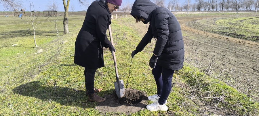 НА ТЕРРИТОРИИ КОНЕФЕРМЫ ОСУЩЕСТВЛЕНА ПОСАДКА ДЕРЕВЬЕВ НА ТЕРРИТОРИИ КОНЕФЕРМЫ ОСУЩЕСТВЛЕНА ПОСАДКА ДЕРЕВЬЕВ